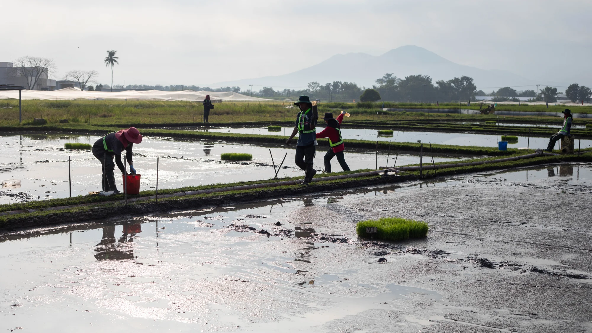 IRRI News