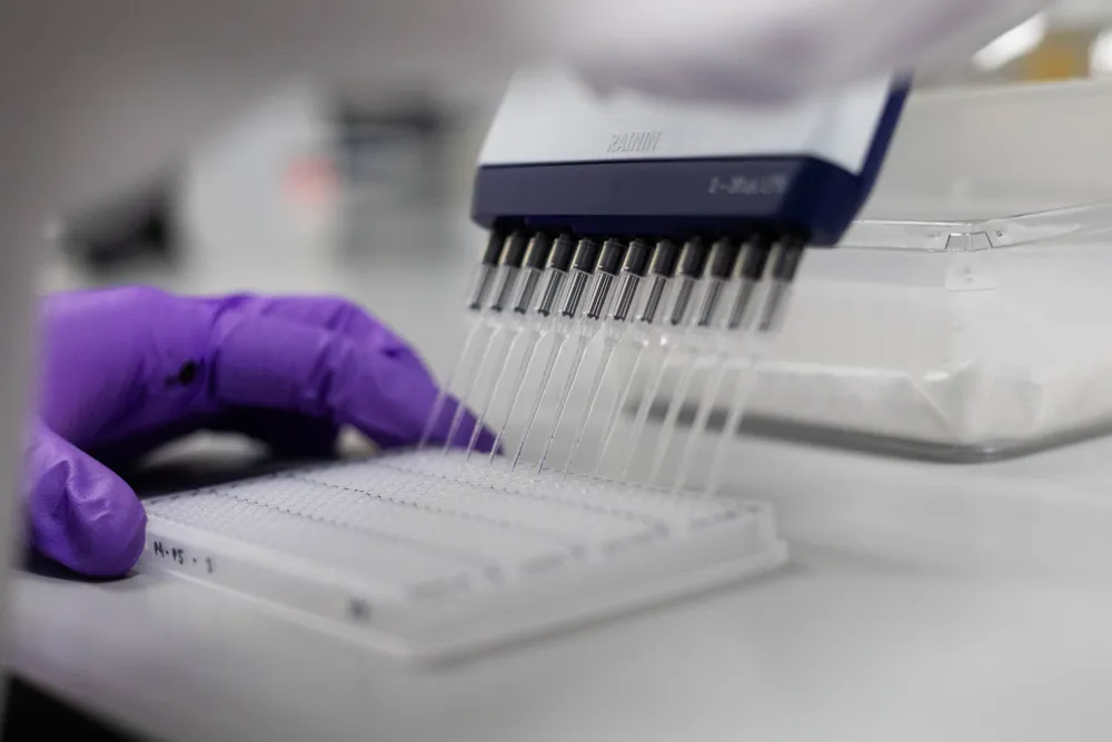 Rice Genetic Design and Validation