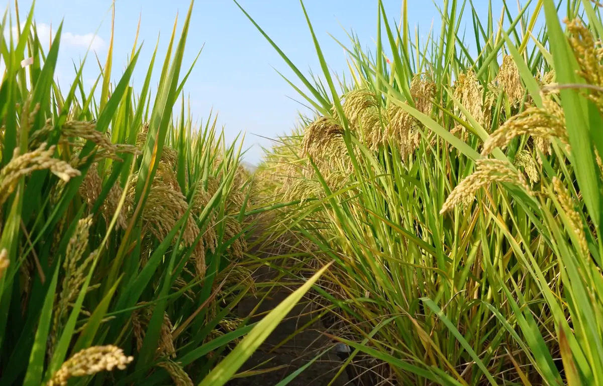 Rice Field