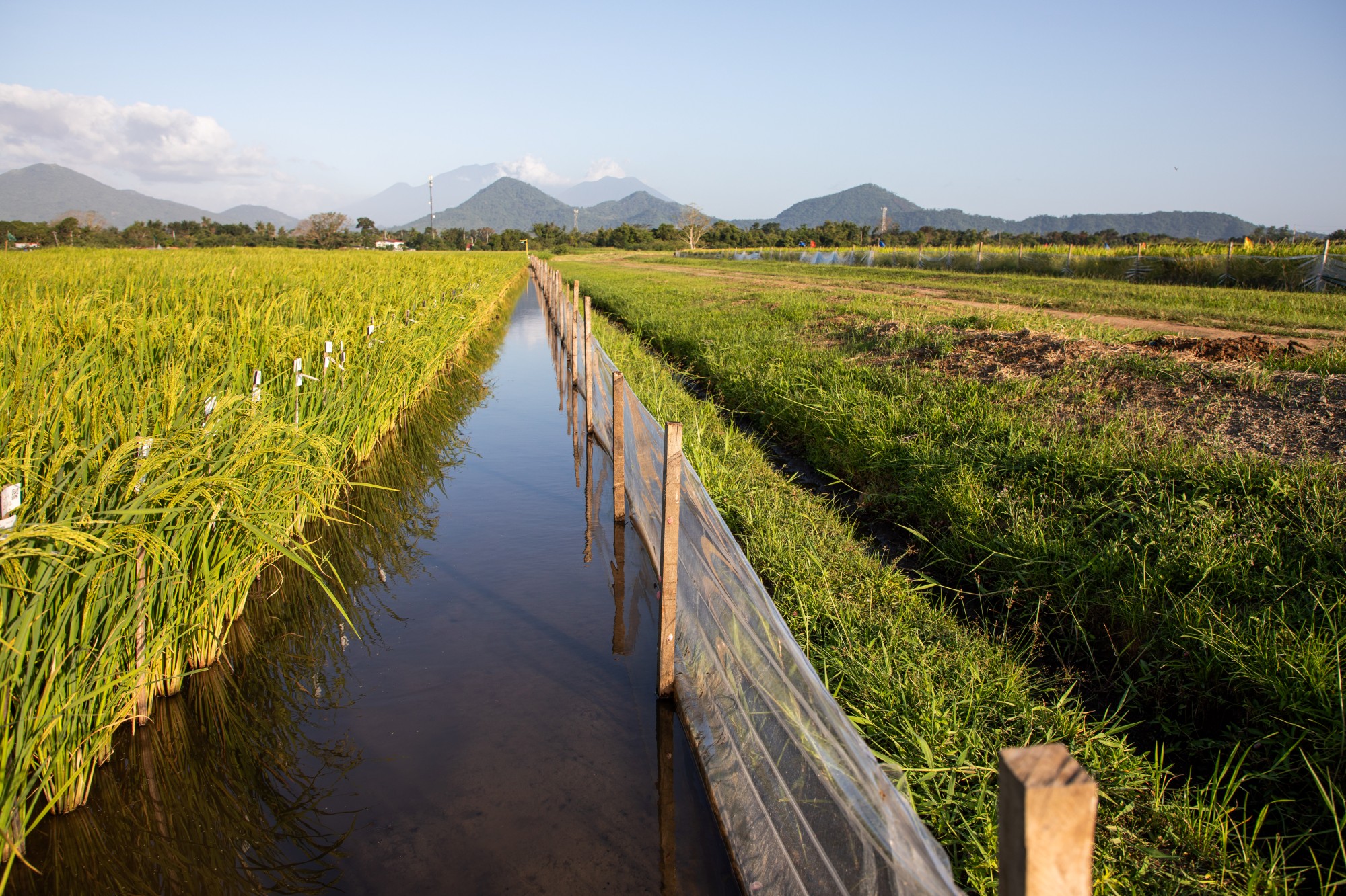IRRI-News-banner