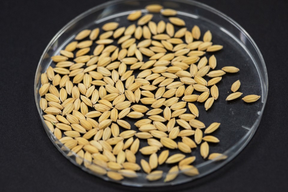 Seed Production