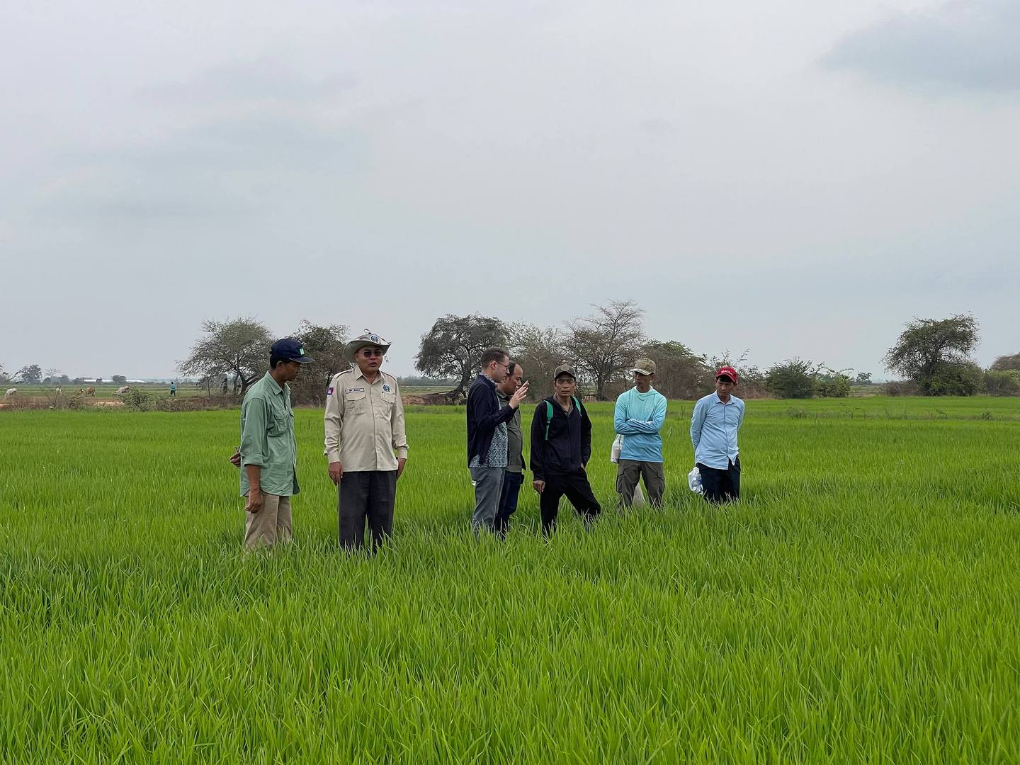 Cambodia launches collaboration with IRRI, GGGI and GDA to support methane mitigation in t...