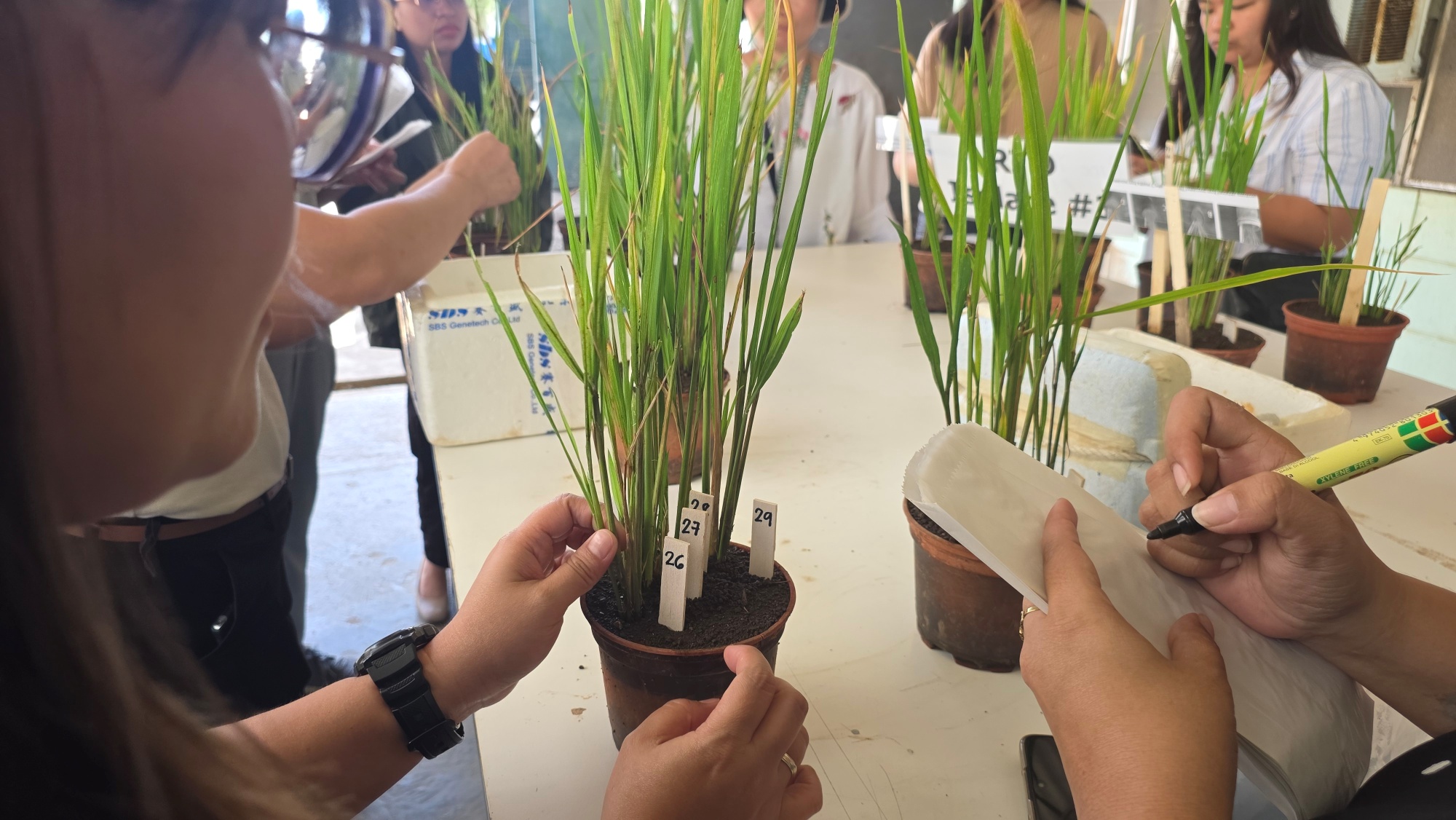 Philippine partners strengthen capacity to detect Rice Yellowing Syndrome with support fro...