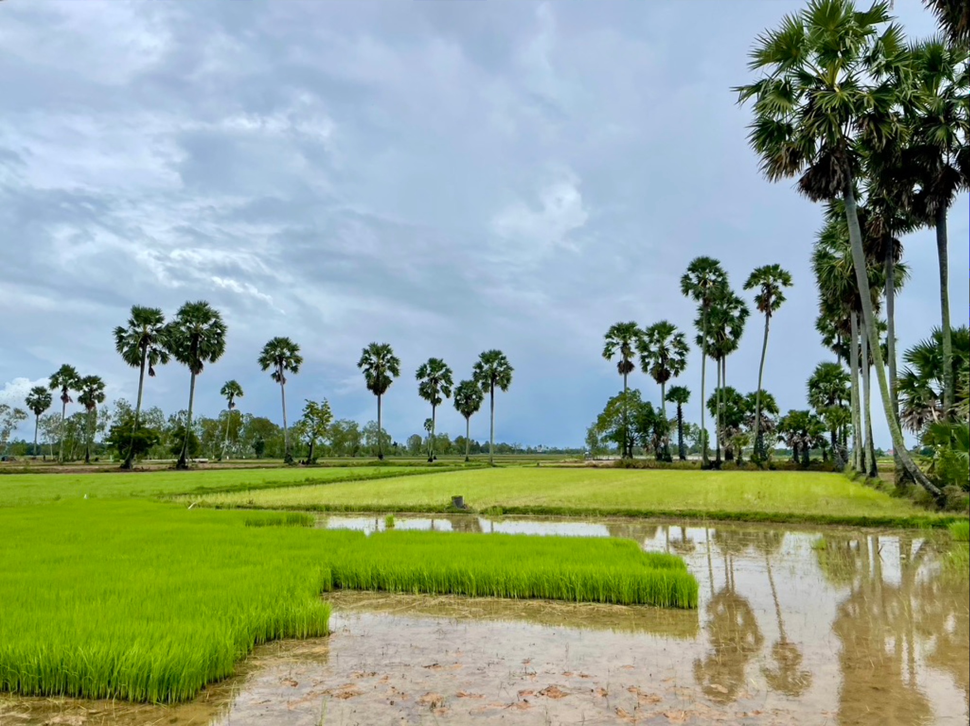 From Innovation to Scale: ASEAN-CGIAR drives food systems transformation for regional food...