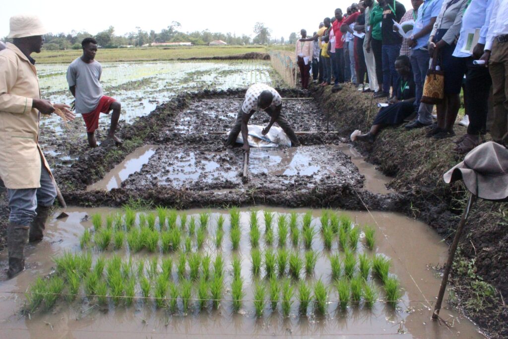How IRRI-KALRO-NEHCIP partnerships are transforming rice farming in Western Kenya