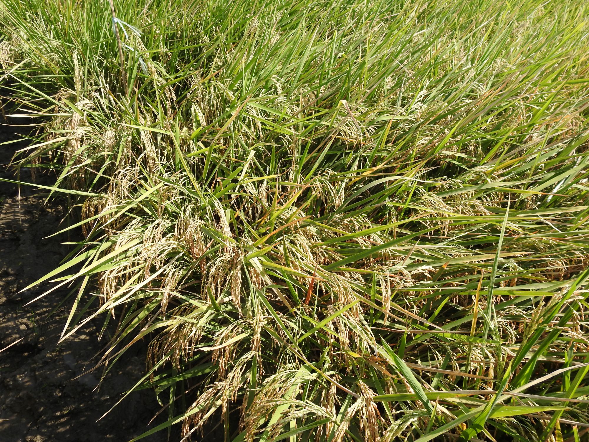 Hybrid Rice ‘Mestiso 120’ Breaks Records with Nearly 12 t/ha Yield in Nueva Ecija banner image