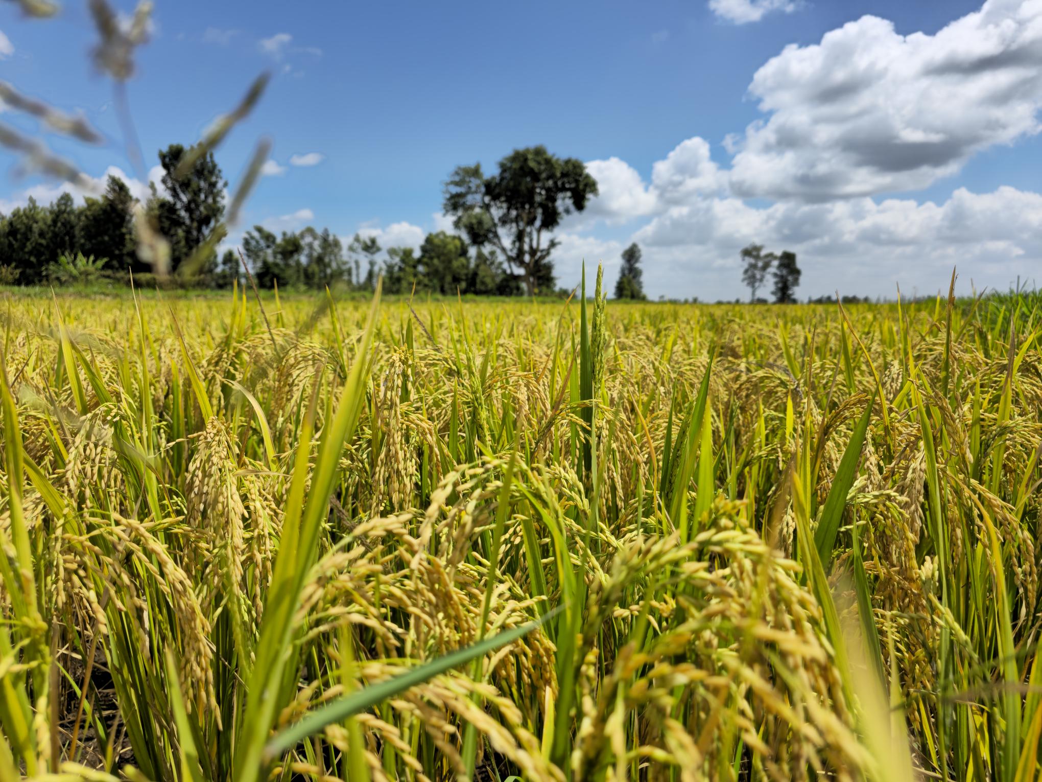 IRRI in Africa page banner image