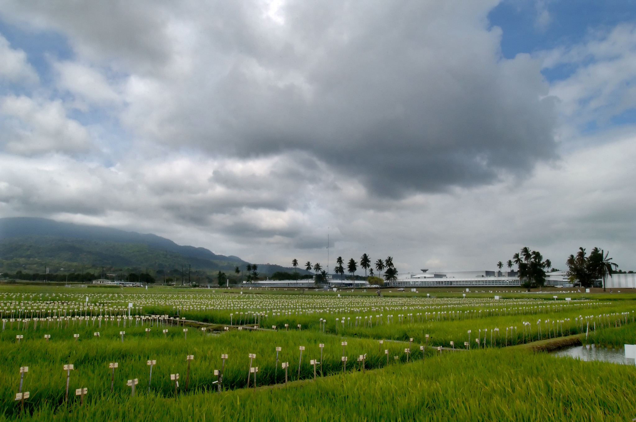IRRI welcomes Lydia Murimi as Head of Business Development