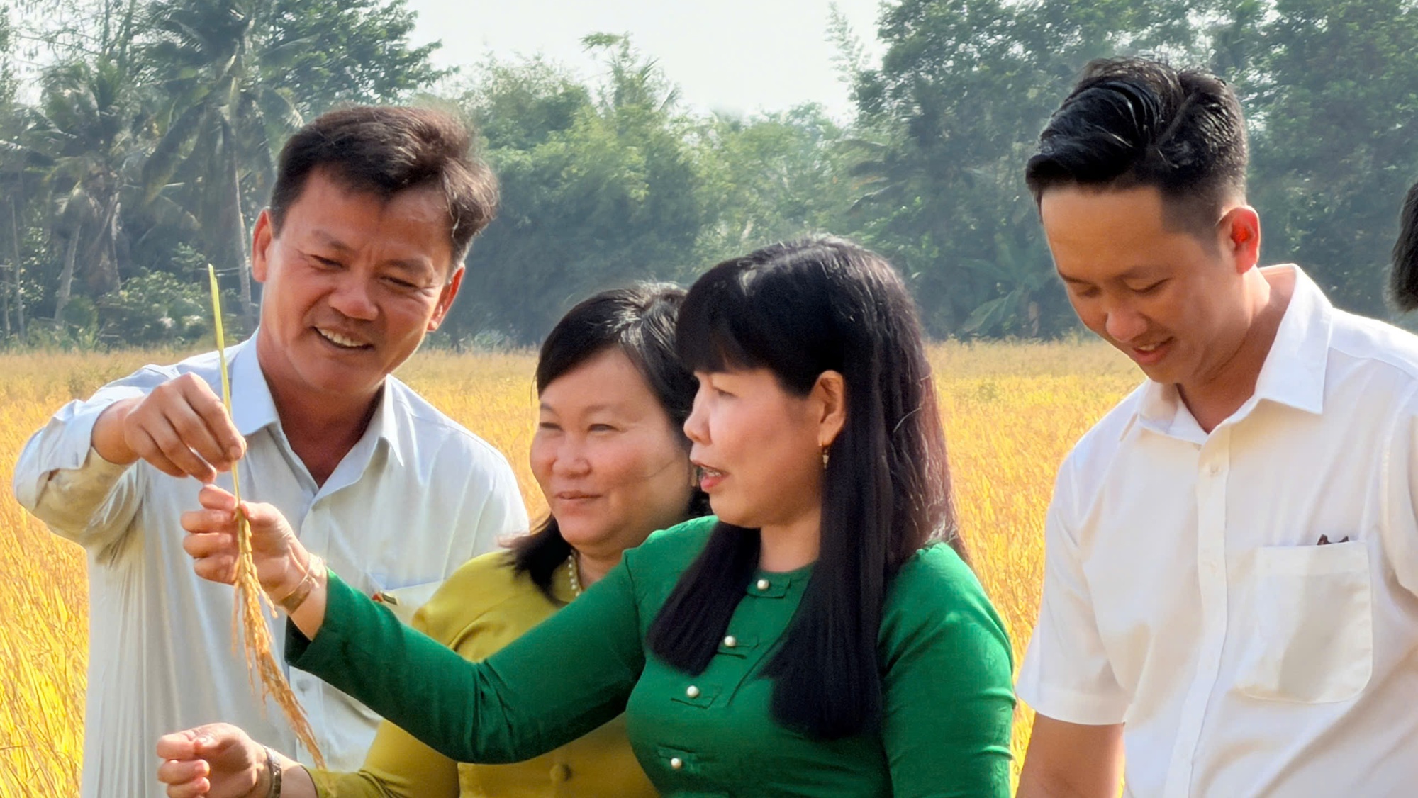 Success of Fertilize Right pilot in Vietnam’s 1M-Hectare Rice Program show better yields a...