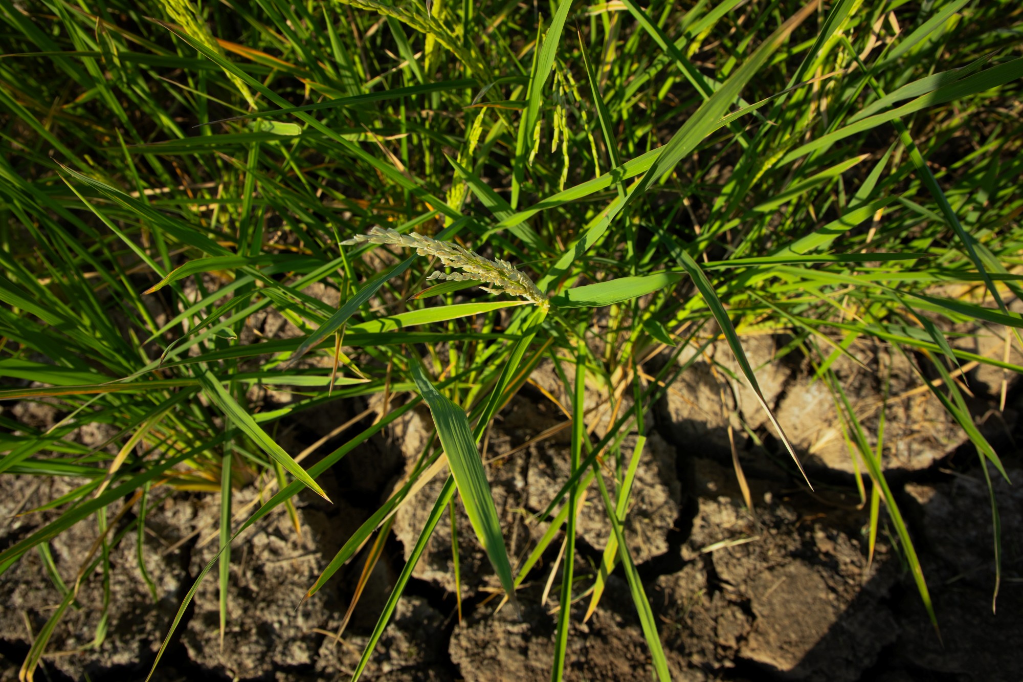 Global research network puts rice roots at the center of climate resilience banner image