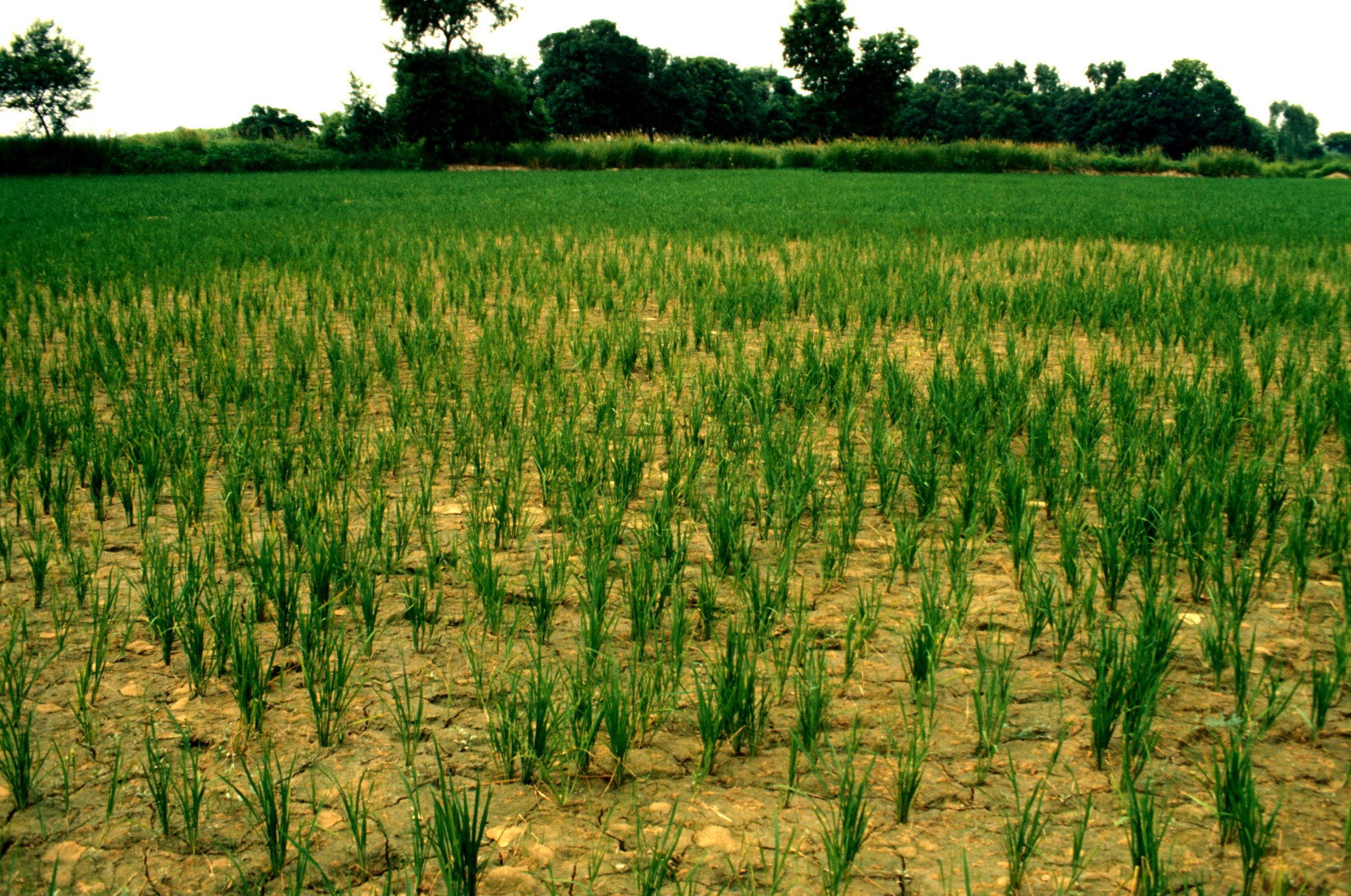 Experts warn unresolved hydrological challenges threatening Northwestern India’s agri futu...