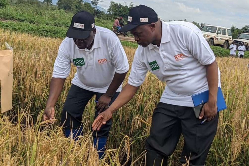 Four New Rice Varieties Released in DR Congo to Boost Production and Food Security