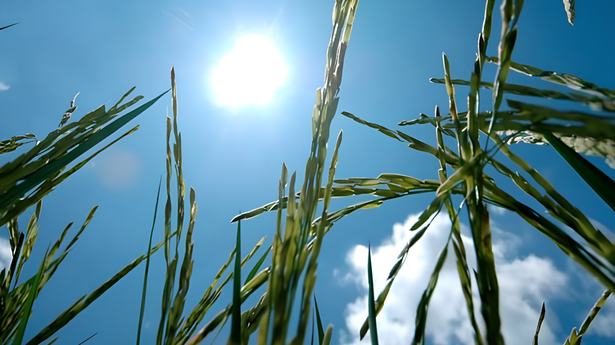Scientists discovered new gene to help rice “escape” heat, protect yields banner image
