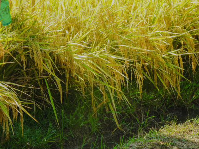 Three Hybrid Rice Varieties Offer Boost for Philippine Rice Production