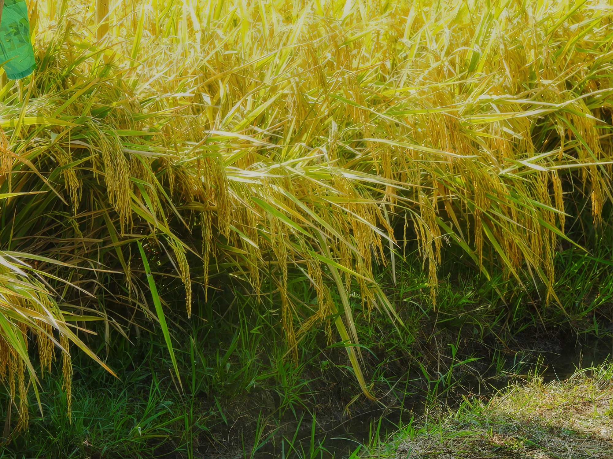 Three Hybrid Rice Varieties Offer Boost for Philippine Rice Production