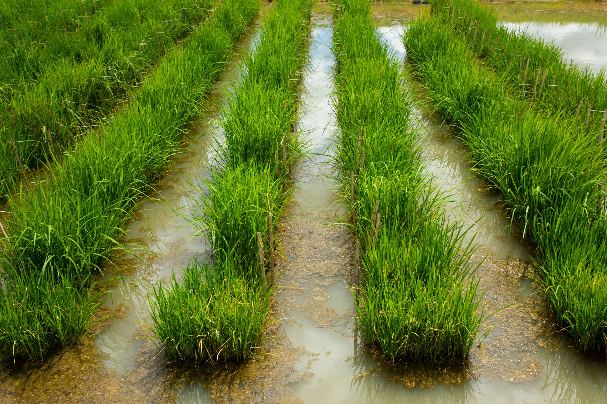 CORRA webinar explores collaborative breeding model to accelerate climate-resilient rice b...