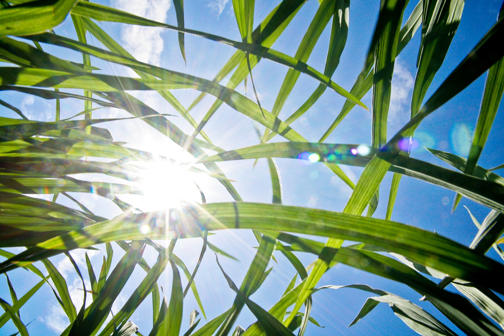 New Japan-IRRI "CoolRice" project strengthens groundwork for heat-resilient, low-emission rice farming banner image
