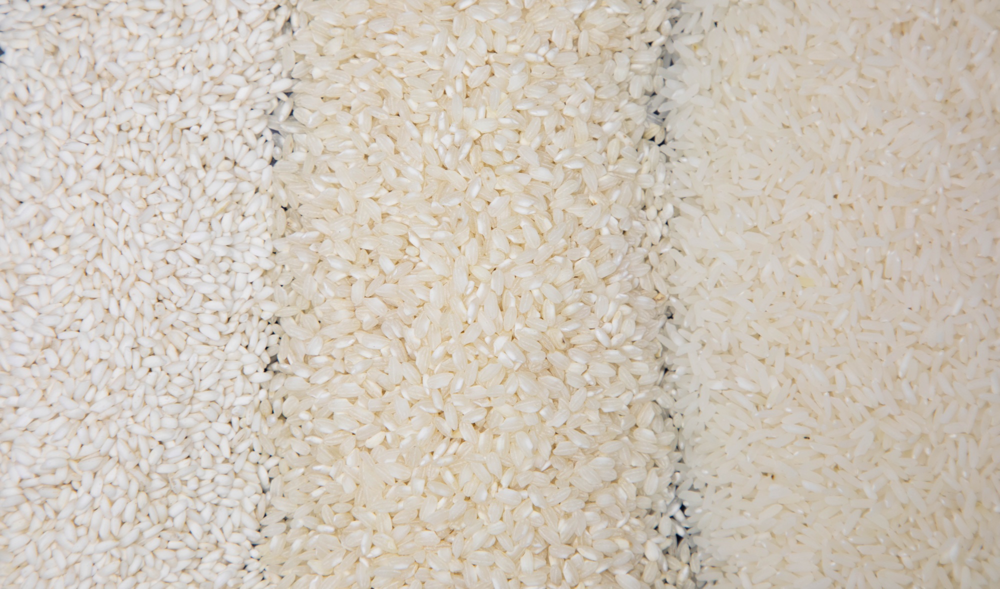 Researchers call for a new integrated blueprint for crop improvement to tackle hunger, mal...