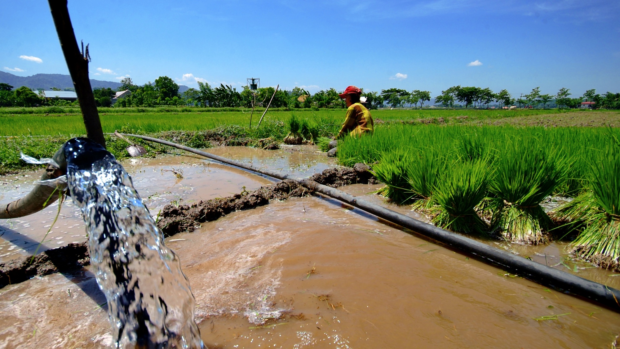 AI and digital tools to drive gains in climate resilience in Philippine rice landscapes