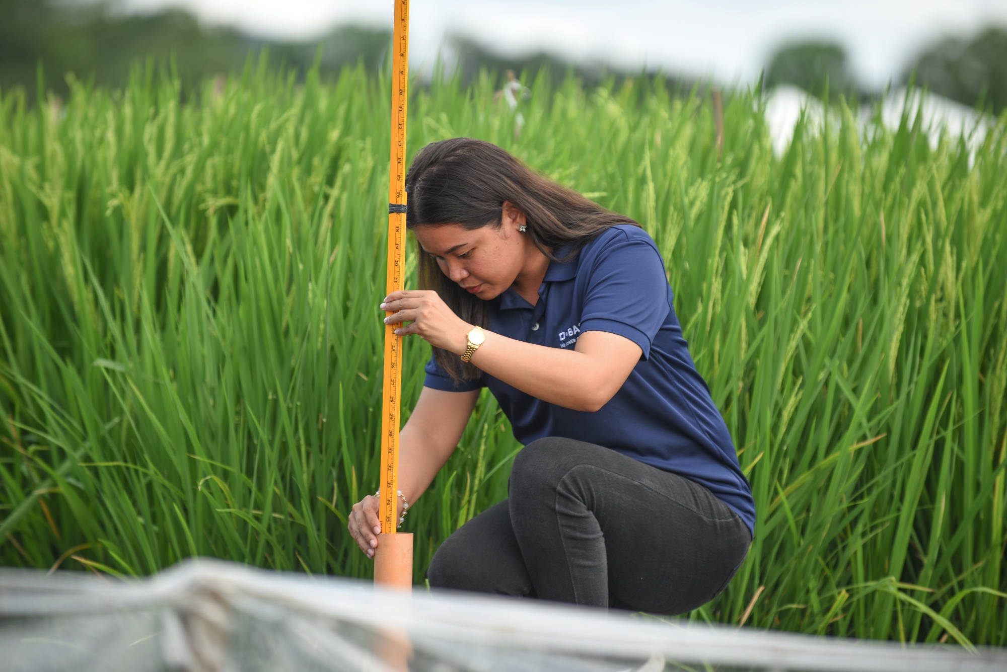 BASF Agricultural Solutions and IRRI extend partnership to further advance sustainable rice cultivation banner image
