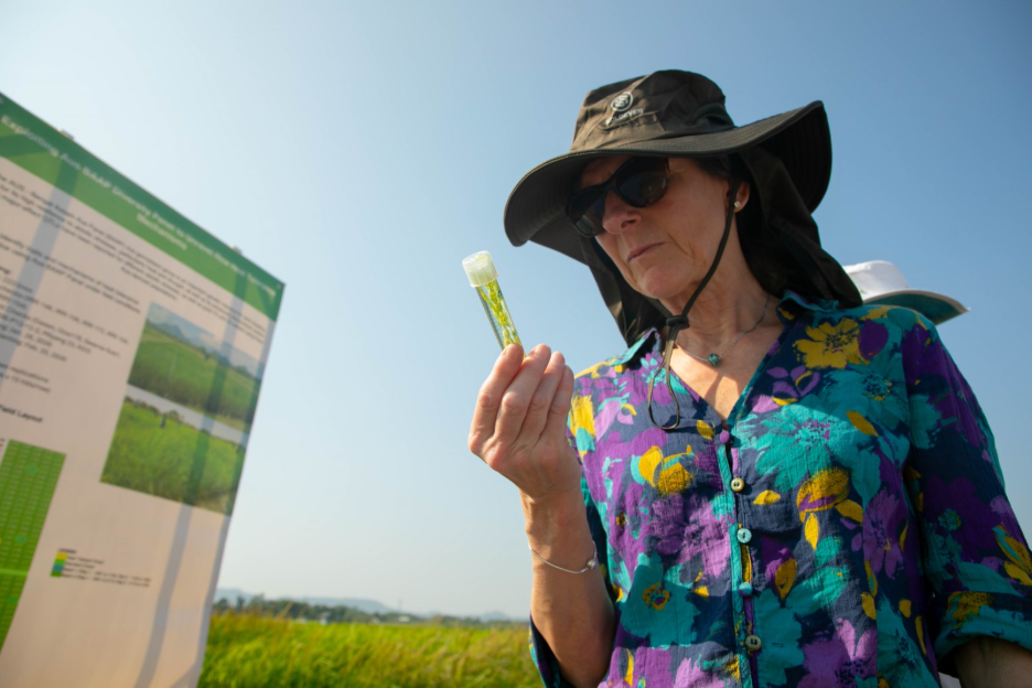 IRRI, Nottingham Scientists Join Forces to Develop Rice That Can Withstand Rising Temperatures banner image