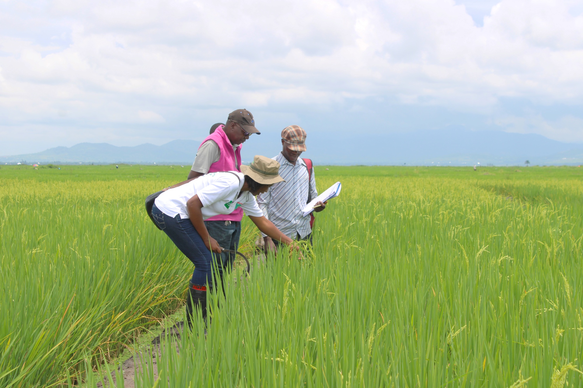 Beyond production: a broader conversation on rice in Africa