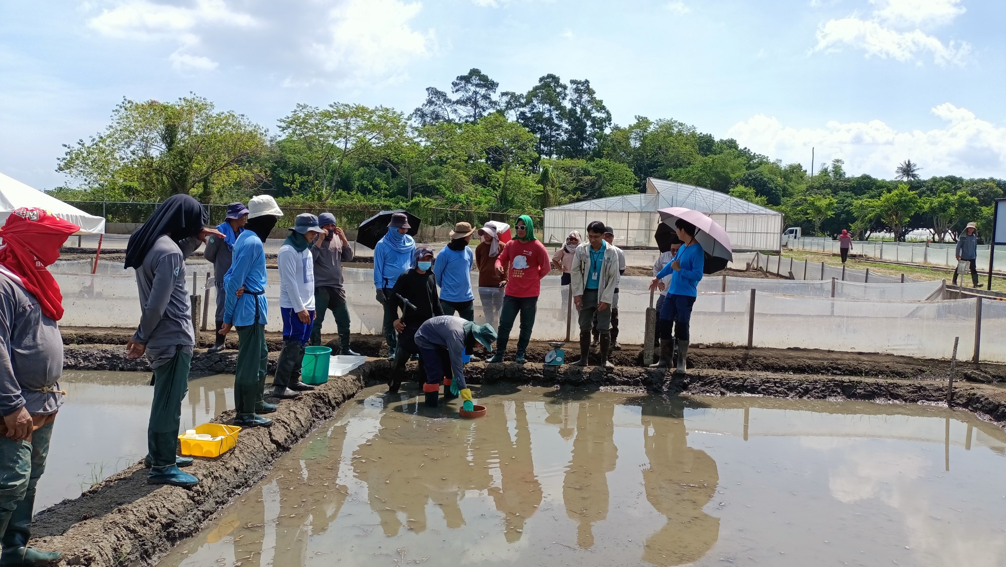 IRRI and BASF expand research into soil carbon to advance low-emission rice banner image