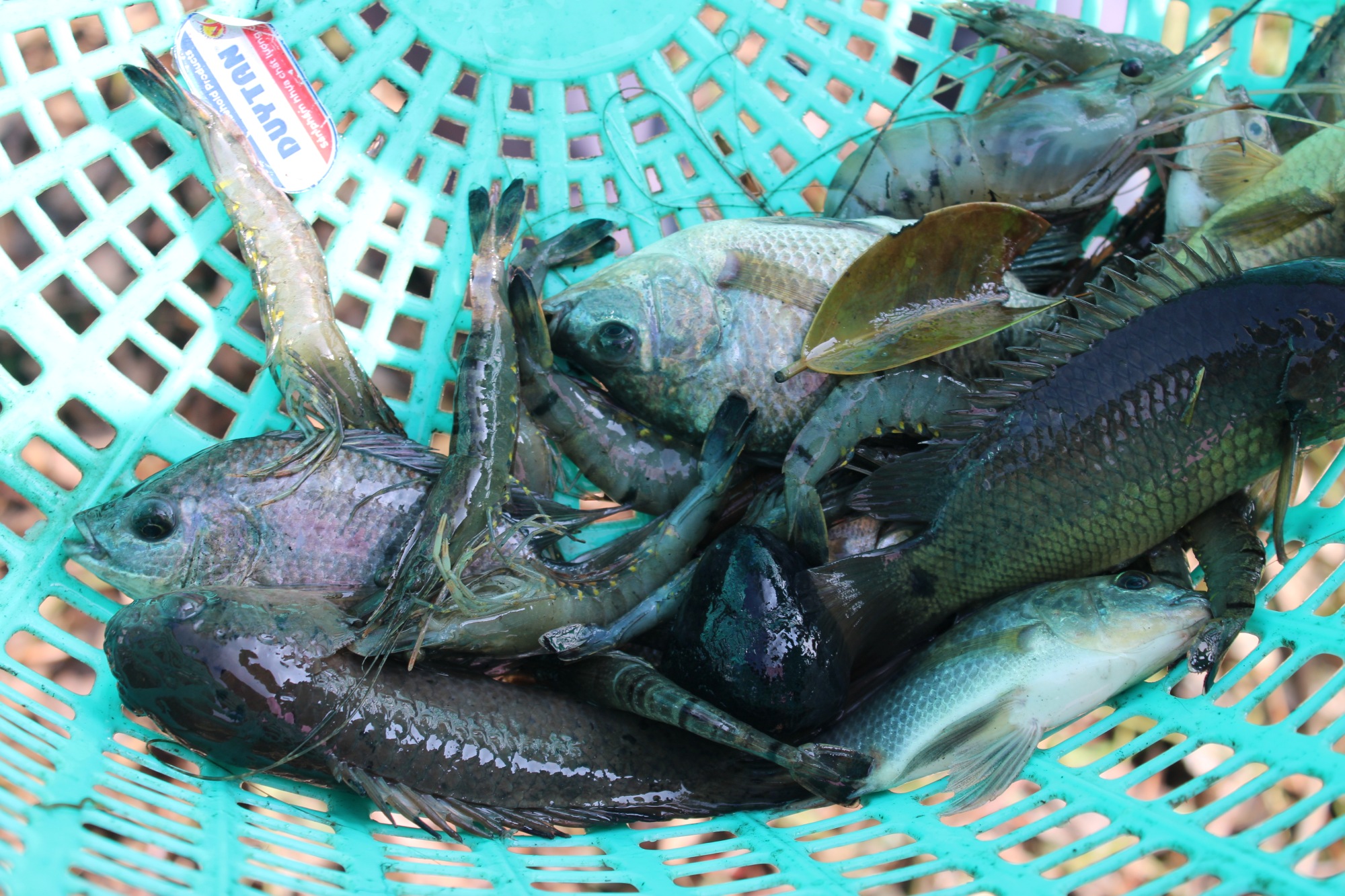 Mechanization and digital tools support sustainable rice-shrimp farming in Vietnam