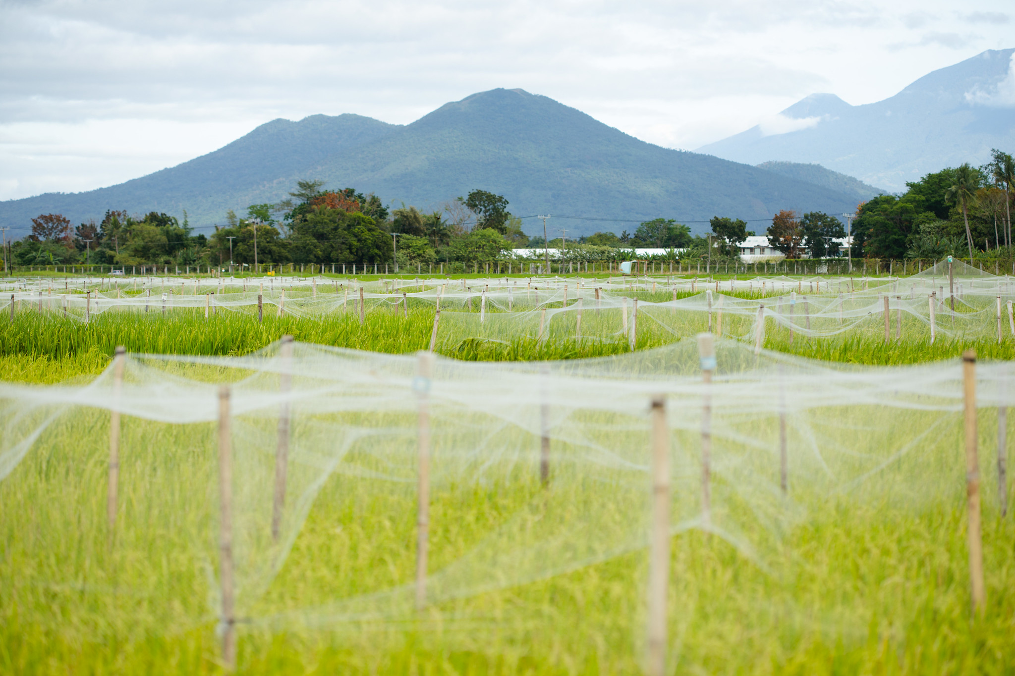 Regrow and the International Rice Research Institute (IRRI) Partner to Advance the Science...
