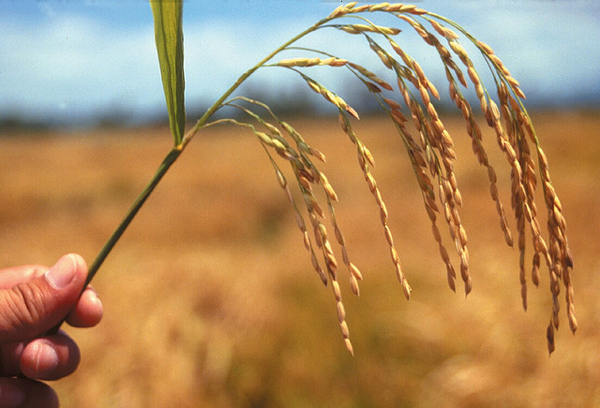 Hybrid rice  International Rice Research Institute