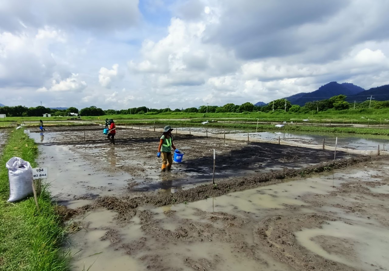 Evaluating biochar application rates for sustainable rice farming—balancing soil fertility and long-term methane reduction while considering farmer accessibility.