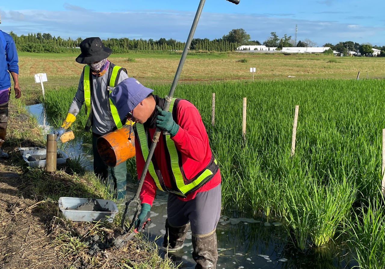 Investigating phosphogypsum application for methane reduction in rice fields.