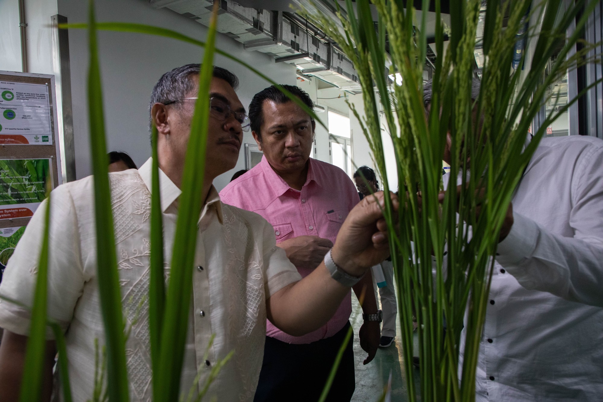 DA-BAR and IRRI discuss strategies for advanced rice research and innovation in the Philippines