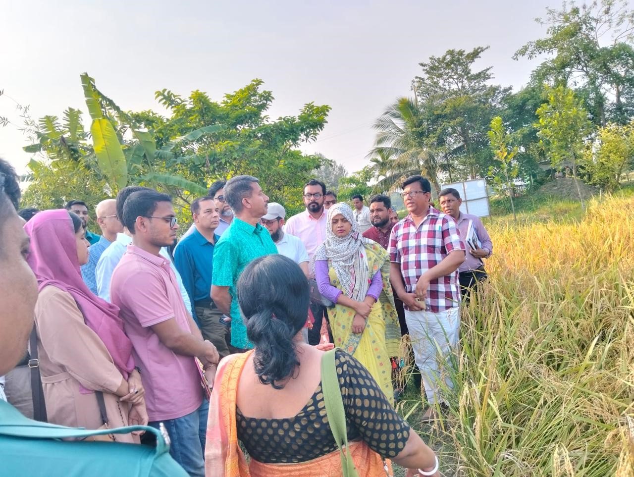 IRRI and BADC organize crop cafeteria field day to evaluate suitability of rice varieties