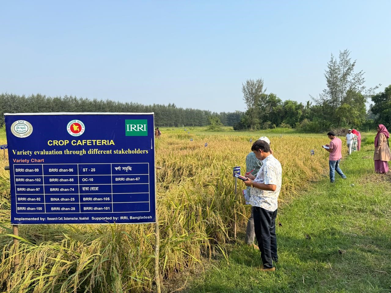 IRRI and BADC organize crop cafeteria field day to evaluate suitability of rice varieties