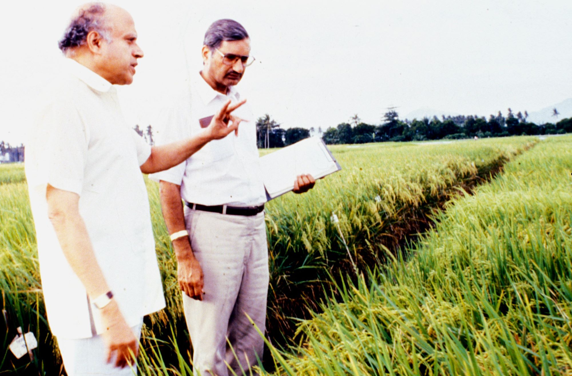 65 years of innovations in rice science