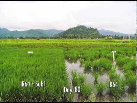 65 years of innovations in rice science