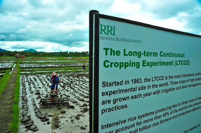 IRRI IN PHOTOS: 65 years of innovations in rice science