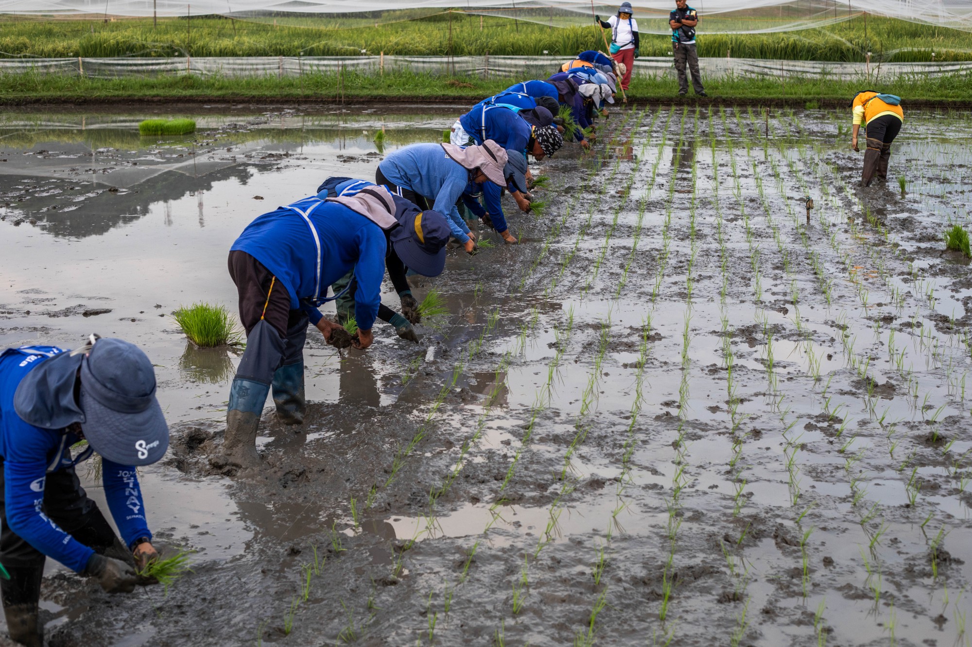 IRRI IN PHOTOS: 65 years of innovations in rice science