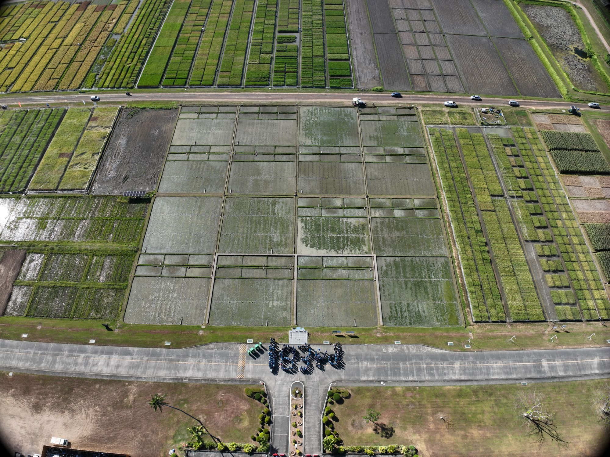 65 years of innovations in rice science
