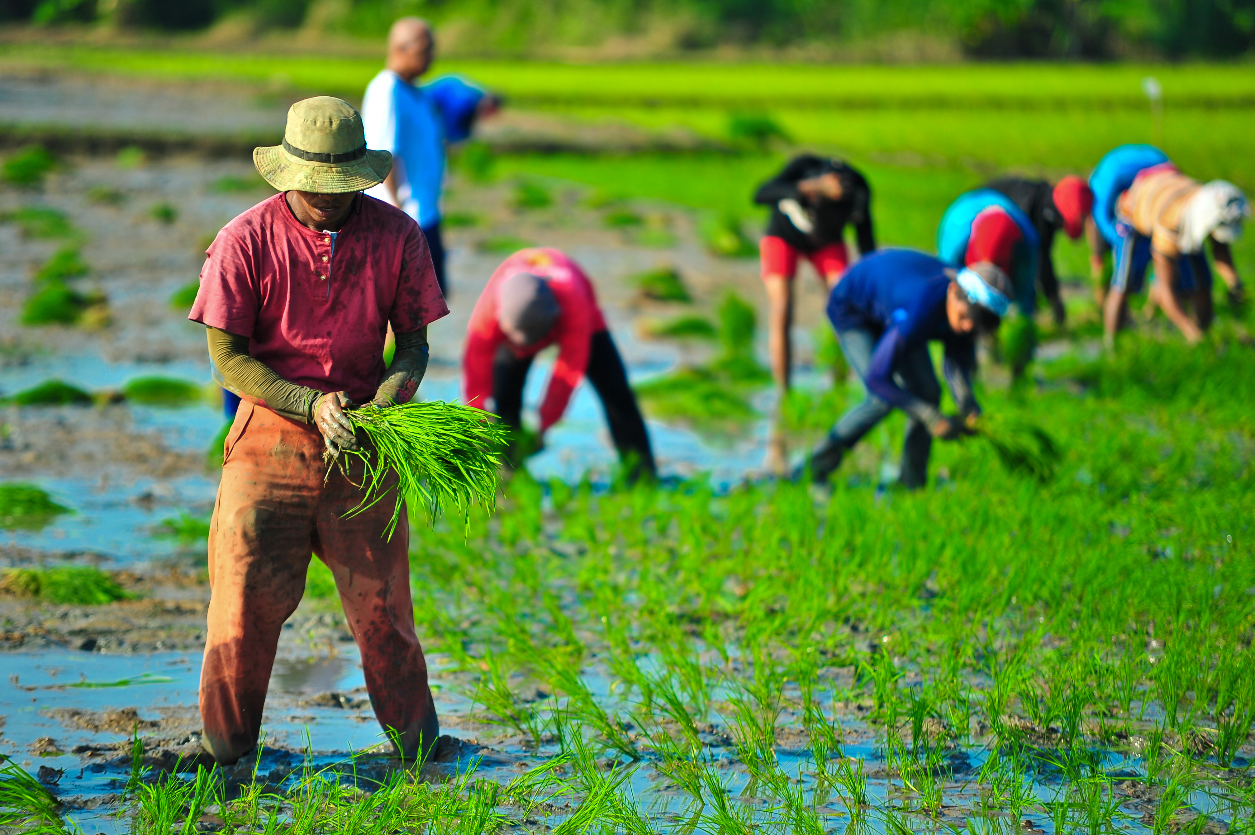 Theme 3: Ecological and Sustainable Management of Rice-based Production Systems