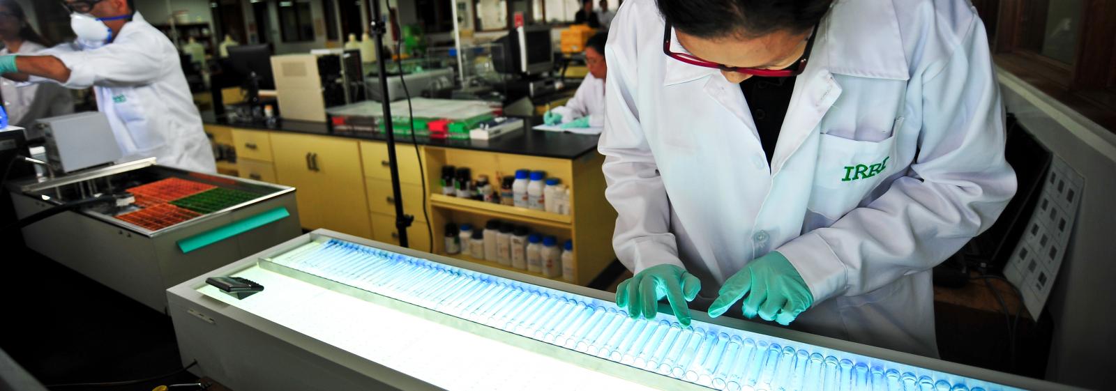 IRRI licenses CRISPR technology from Broad Institute and Corteva Agriscience