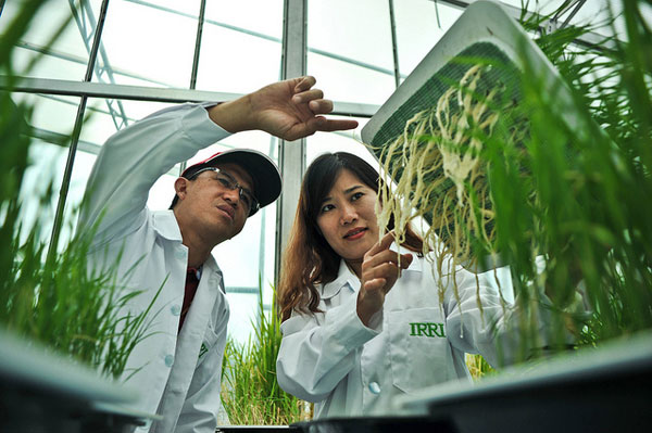 Lee Foundation scholarships available for promising rice scientists
