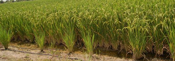 Innovations for sustainable rice farming: Jain Irrigation Systems joins IRRI consortium ad...
