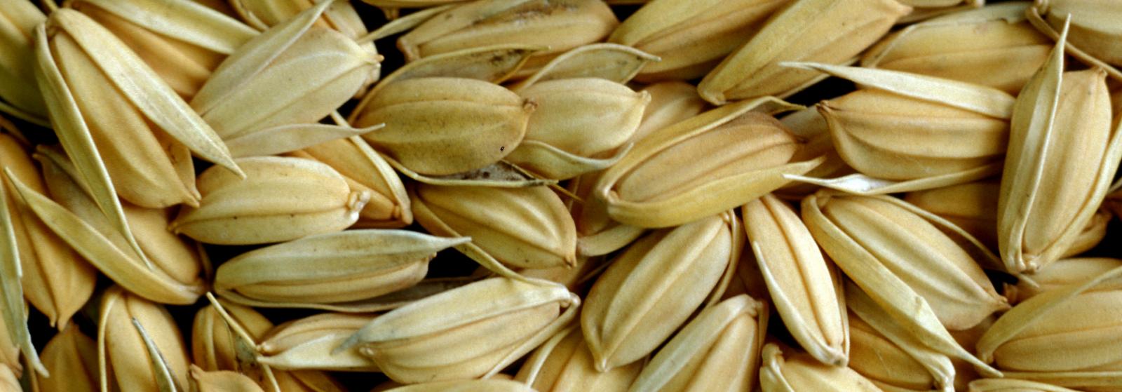 Joint cooperation agreement between IRRI and Syngenta and Bayer