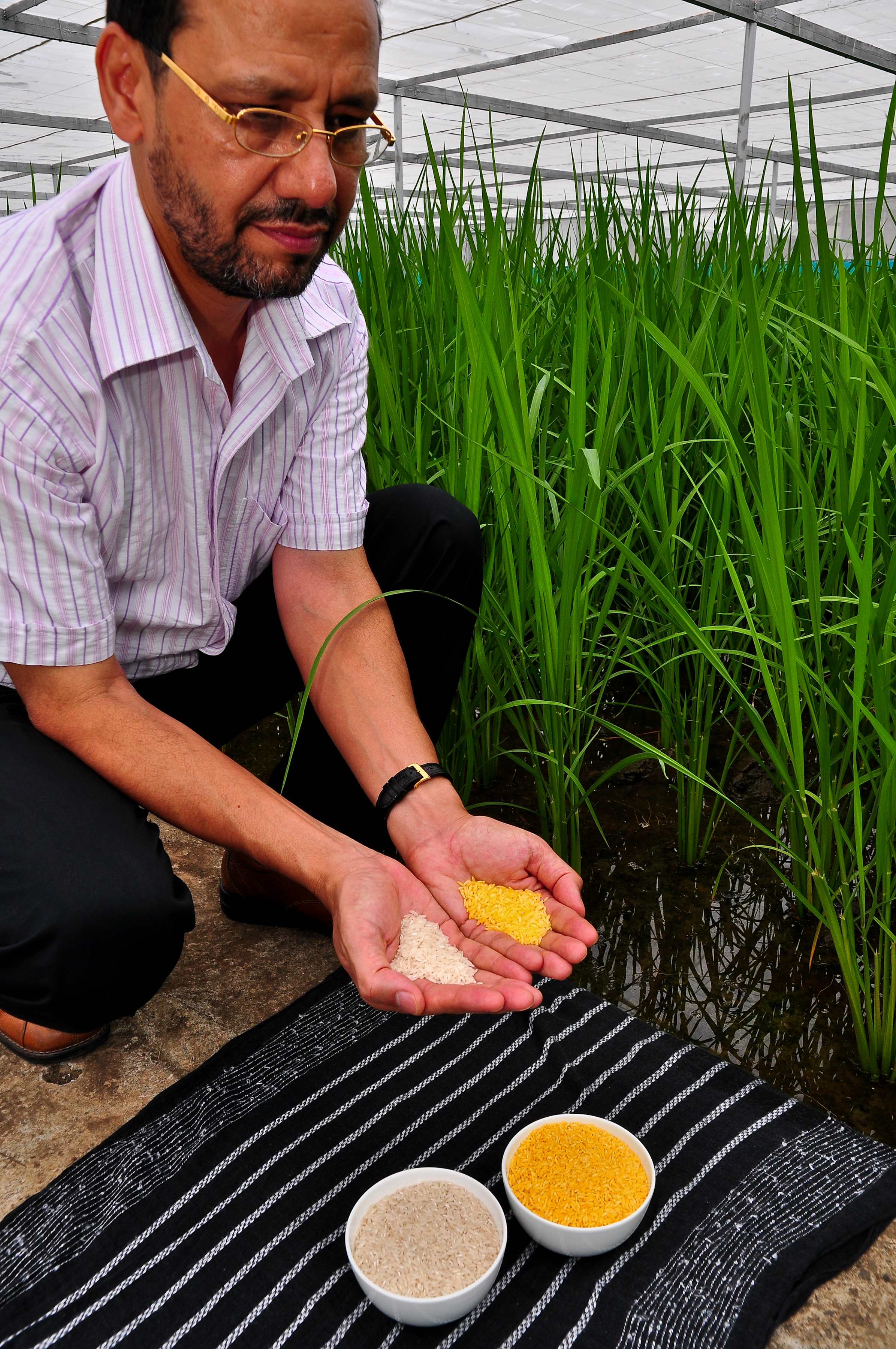 Golden Rice meets food safety standards in three global leading regulatory agencies