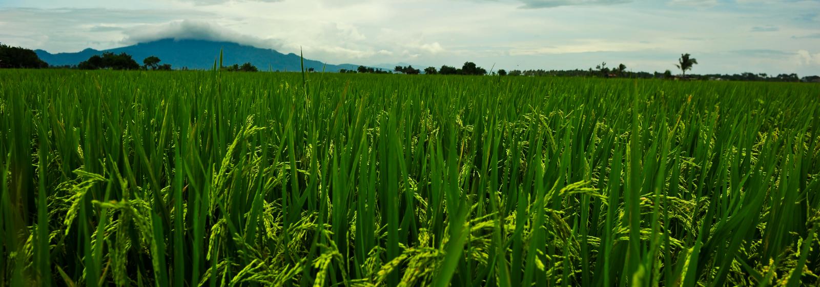 Clearfield® Rice Development License Agreement signed between IRRI and BASF