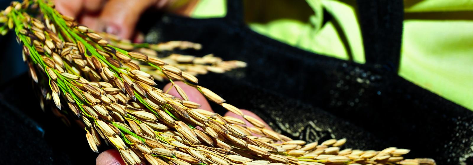 IRRI and CSIRO collaborate on new ways to protect rice crops from devastating diseases