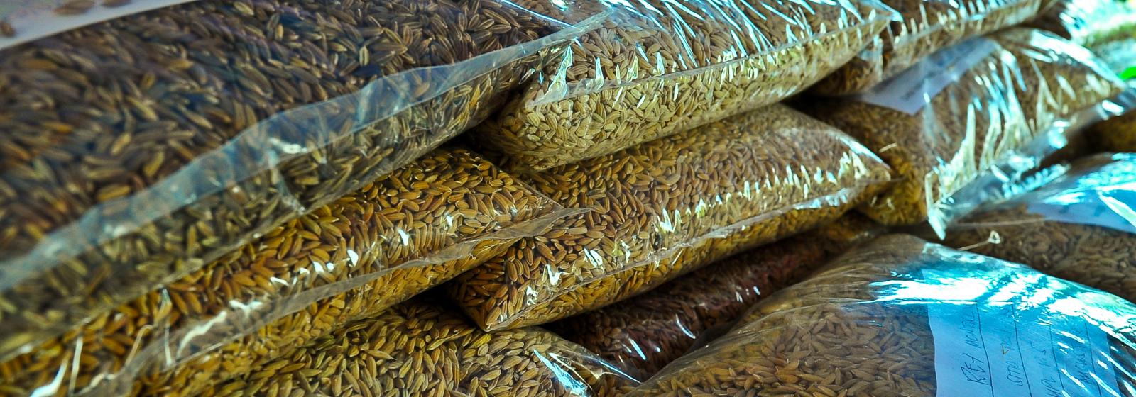 IRRI and SL Agritech enter into a Limited Exclusivity Agreement to commercialize elite HRD...