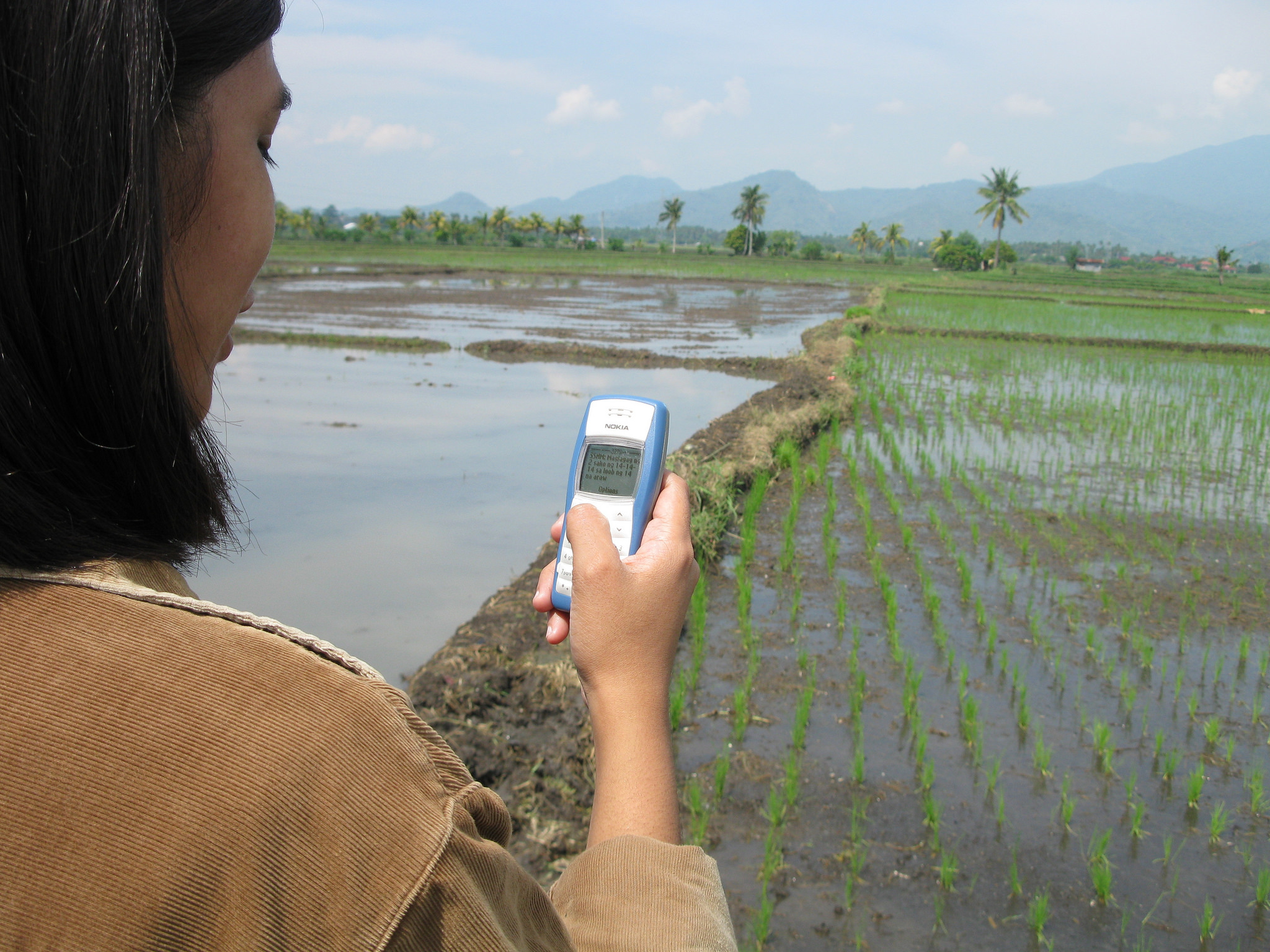 SeedCast – Innovative mobile app launched by IRRI to estimate seed demand for rice varieti...